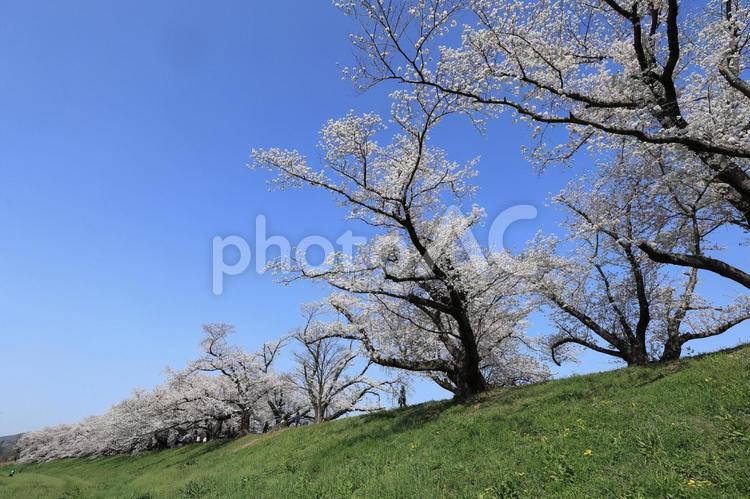 背割り堤に咲く満開の桜 桜,さくら,サクラの写真素材