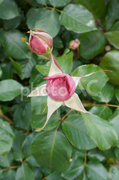 大きく膨らんだバラの蕾（赤）05 バラ,薔薇,花の写真素材