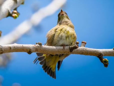 枝にとまるカワラヒワ 枝にとまるカワラヒワ カワラヒワ,野鳥,鳥の写真素材