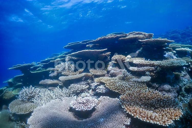 沖縄・西表島　青い海とテーブル珊瑚礁 スキューバダイビング,沖縄の海,ダイビングの写真素材