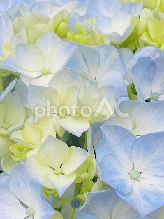 薄い青紫色のアジサイ04 花,フラワー,紫陽花の写真素材