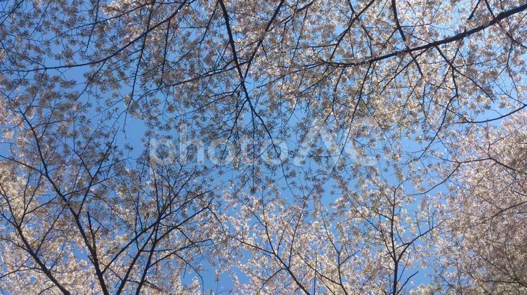 東京の公園の桜 桜,さくら,公園の写真素材