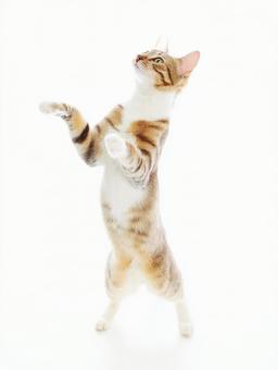 白背景と立ち上がる猫 白背景と立ち上がる猫の写真