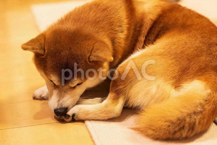 くつろぎながら毛繕いをする柴犬 柴犬,しばいぬ,日本犬の写真素材