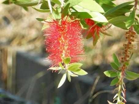 【花の写真】ブラシの木の写真