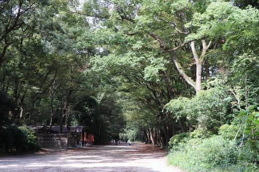 賀茂御祖神社(下鴨神社)糺の森 賀茂御祖神社(下鴨神社)糺の森 賀茂御祖神社,下鴨神社,糺の森の写真素材