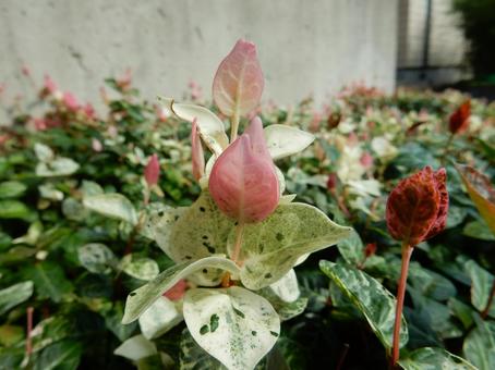 【花の写真】 ハツユキカズラ 【花の写真】 ハツユキカズラの写真