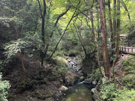 明治の森 箕面国定公園 明治の森 箕面国定公園の写真
