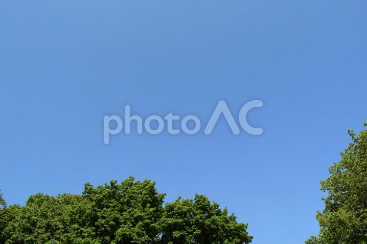 新緑の木々と青空 新緑,木,青空の写真素材
