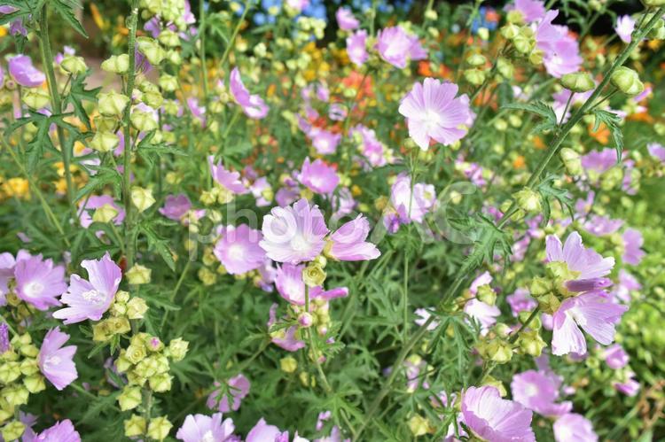 花々　カラフル　花　可愛い 花々,カラフル,花の写真素材