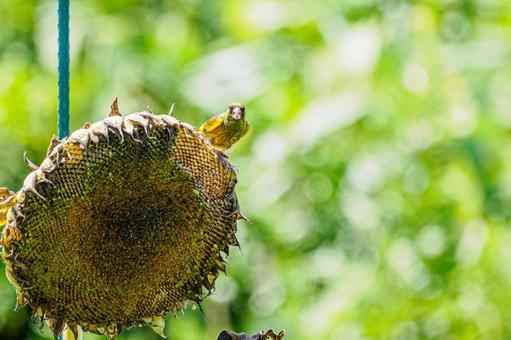 カワラヒワ(52) カワラヒワ(52)の写真