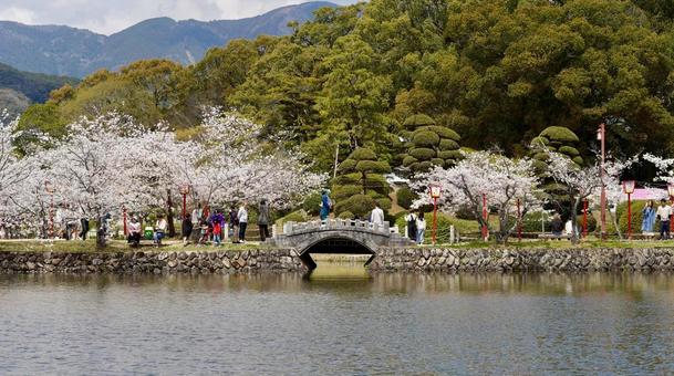 桜 桜の写真