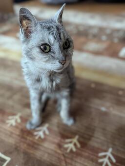 暖房着火待ちおばあちゃん猫 ネコ,ねこ,のんびりの写真素材