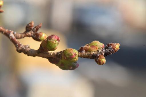 ソメイヨシノの花芽 ソメイヨシノの花芽 ソメイヨシノ,サクラ,花芽の写真素材