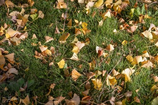 落ち葉 落葉のジュータン,秋,冬の写真素材