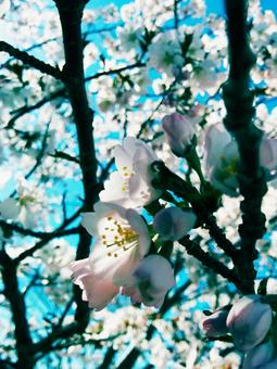 Photo, cherry blossoms, sakura, spring, 