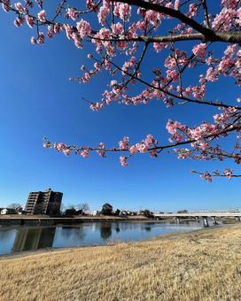 焼津 瀬戸川沿い 焼津 瀬戸川沿い さくら,サクラ,ピンクの写真素材