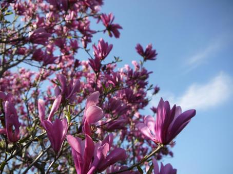木蓮の花 木蓮,モクレン,花の写真素材