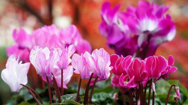 シクラメン-178 シクラメン,ガーデンシクラメン,クレヨンの写真素材