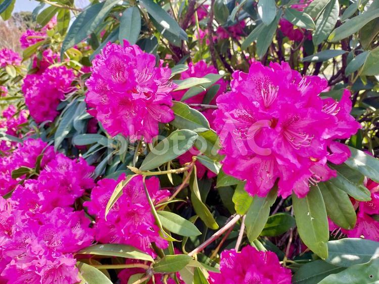 セイヨウシャクナゲの花 セイヨウシャクナゲ,西洋石楠花,小田原フラワーガーデンの写真素材