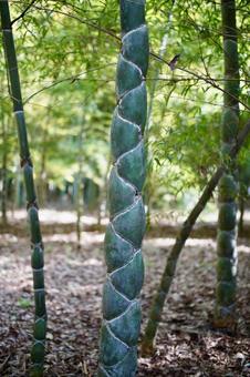 竹林の亀甲竹 亀甲竹,竹,竹林の写真素材