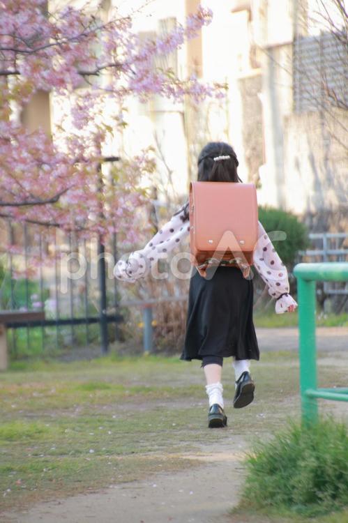 小学生の女の子 桜,走る,女の子の写真素材