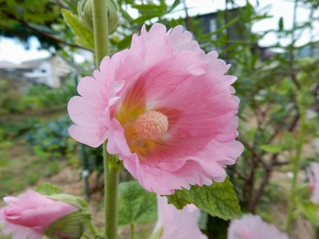 [Flower photo] Hollyhock, JPG