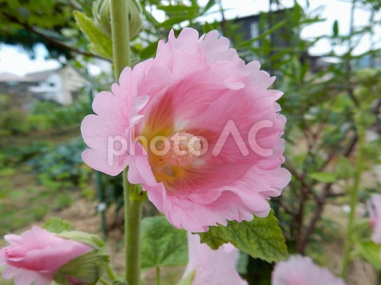 【花の写真】タチアオイ（立葵） タチアオイ,立葵,自然の写真素材