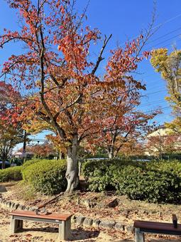 秋の公園とベンチ 秋,公園,ベンチの写真素材