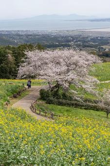 長崎県の白木峰高原に咲く菜の花と桜 長崎県の白木峰高原に咲く菜の花と桜 長崎県,長崎,桜の写真素材