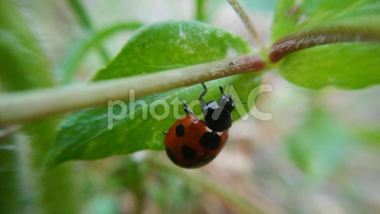 葉の上を移動するテントウムシ_2 テントウムシ,てんとう虫,ナナホシの写真素材