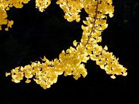 【紅葉写真】イチョウの黄葉 イチョウ,銀杏,黄葉の写真素材