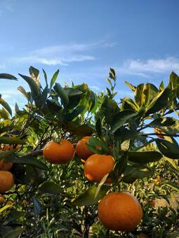 空とみかん みかん,木,秋の写真素材