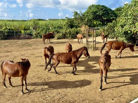 放牧中の宮古馬の群れ ウマ,宮古馬,馬の写真素材