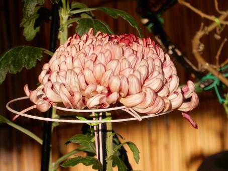 【風景写真】福山菊花展覧会の風景 キク,菊,菊花展の写真素材