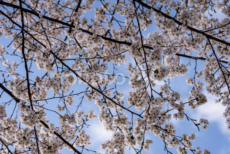桜の木 桜の木,桜,春の写真素材