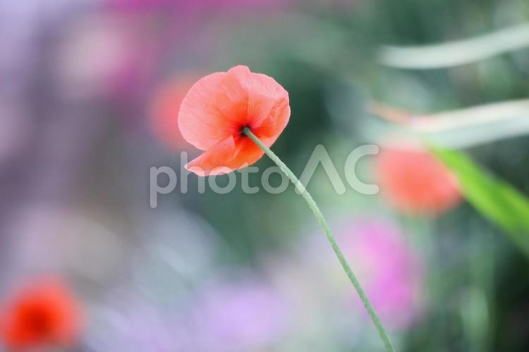 初夏の美しいポピーの花 花,ポピー,植物の写真素材