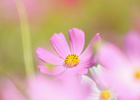 コスモス29 コスモス29 コスモス,秋桜,秋イメージの写真素材