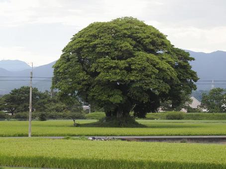 楠と水田 楠と水田 楠,古木,水田の写真素材