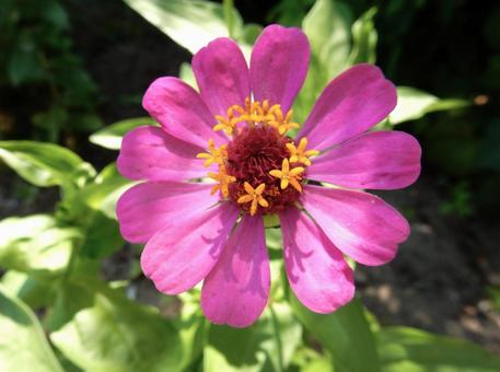[Flower photo] Zinnia elegans, JPG