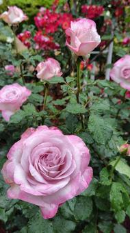 雨上がり、薔薇の花 雨上がり、薔薇の花の写真