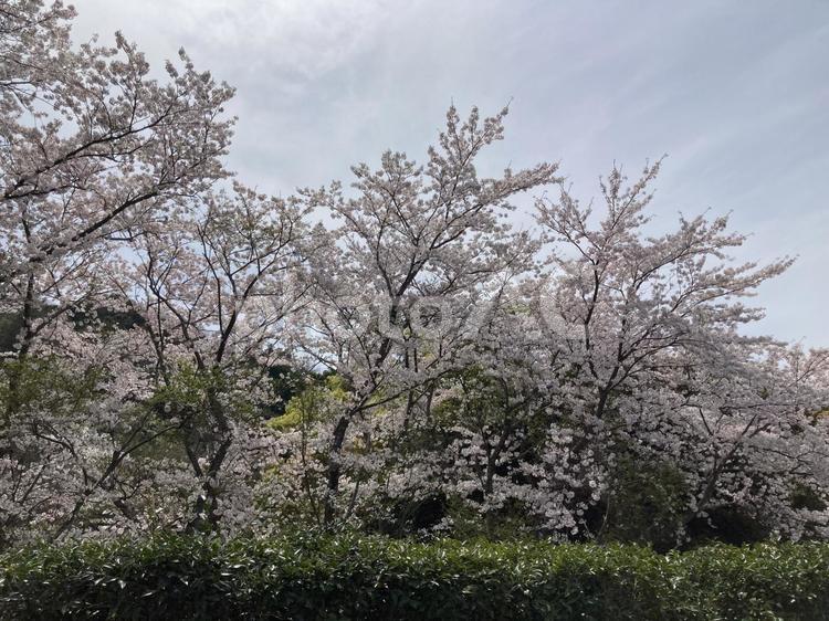 桜景色 桜,満開,桜咲くの写真素材