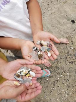 貝拾い 海 夏の思い出 貝拾い 海 夏の思い出 海,夏休み,貝拾いの写真素材