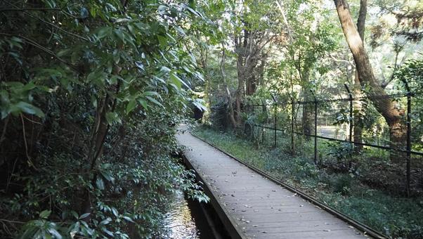 木板路、溪流、森林、森林、公園 木板路、溪流、森林、森林、公園