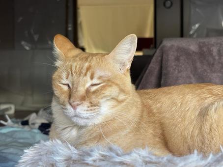 猫 猫 ねこ,ネコ,ペットの写真素材