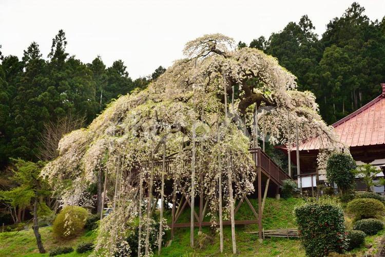 慈徳寺　種まき桜 枝垂桜,シダレザクラ,桜の写真素材