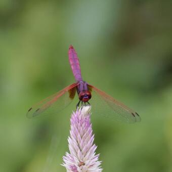 ノゲイトウに止まるベニトンボ　やんばる トンボ,ベニトンボ,ヤンバルの森の写真素材