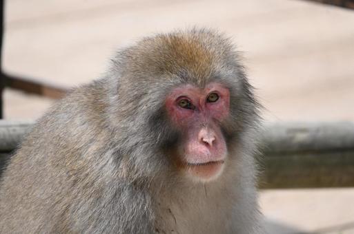 ニホンザル ニホンザルの写真