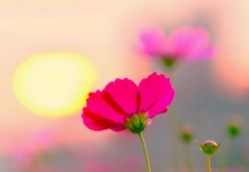 夕日とCOSMOS(寄り) 夕日とCOSMOS(寄り) コスモス,夕日,花の写真素材