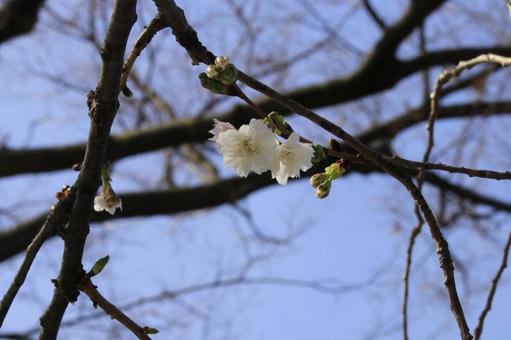 桜 子福桜 桜 子福桜の写真